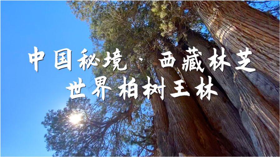 动物帮帮忙保卫家园
